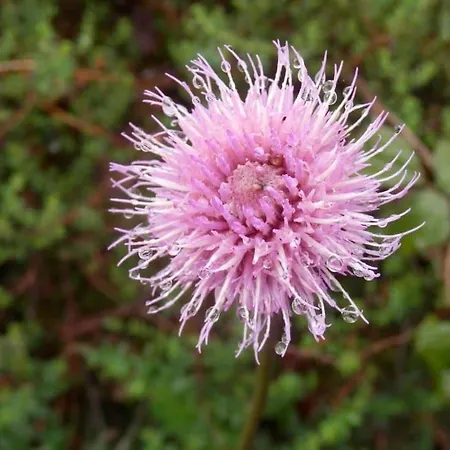 بيت للعطل Casa Rustica Con Encanto. *