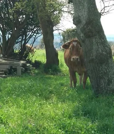 بيت للعطل Casa Rustica Con Encanto. *