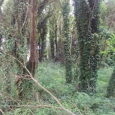 Casa Rustica Con Encanto. * Brandomil