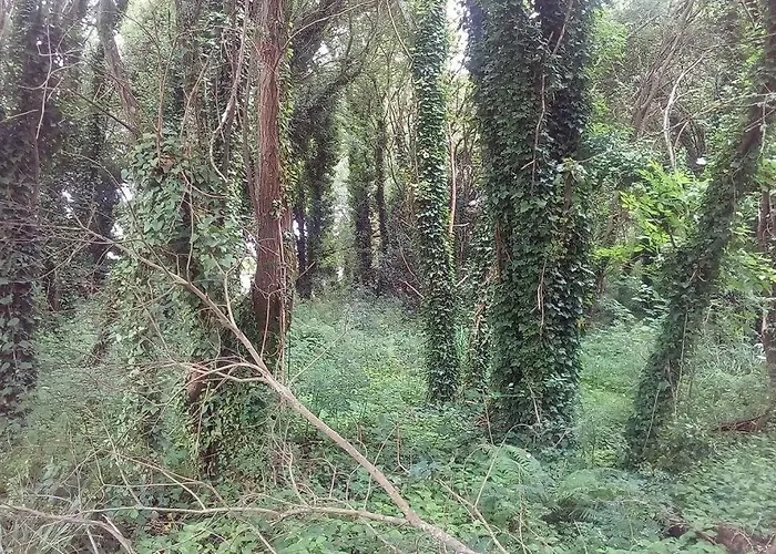 Casa Rustica Con Encanto. * Brandomil